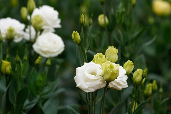 Lisianthus (beyaz gül)