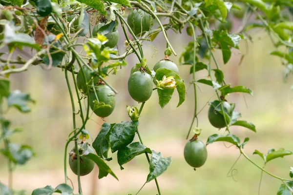 Paixão Fruto crescente — Fotografia de Stock