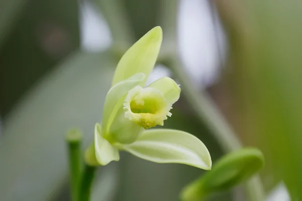 Vanilková orchidej květina — Stock fotografie