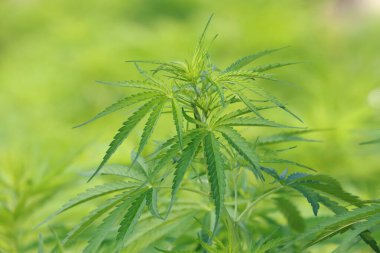 Yeşil arka plana yakın kenevir bitkisi (kenevir sativa)