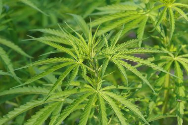 Yeşil zemin üzerinde yakın kenevir ağacı (kenevir sativa)