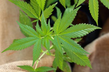 Tekstil endüstrisinde kullanılan en iyi manzara kenevir ağacı (kenevir sativa)