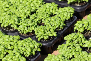 Çocuk yuvasında yeşil fesleğen filizlenir.