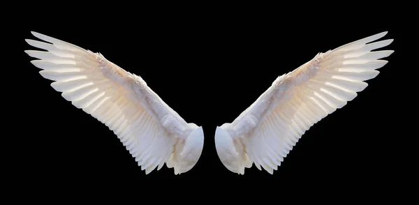 Siyah arka planda izole edilmiş, parlak, beyaz bir yetişkin kanadı.
