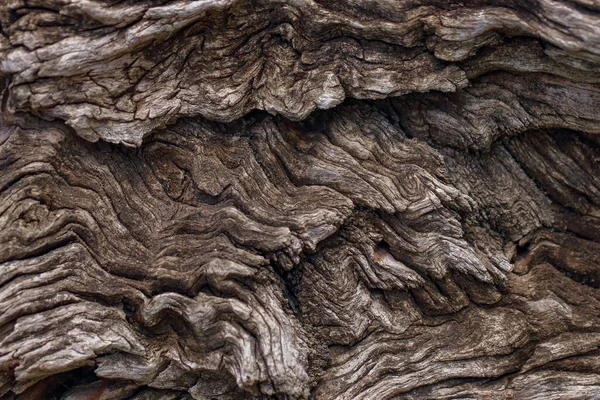 Güzel ahşap kabuk dokusu arkaplanı (seçici odak)