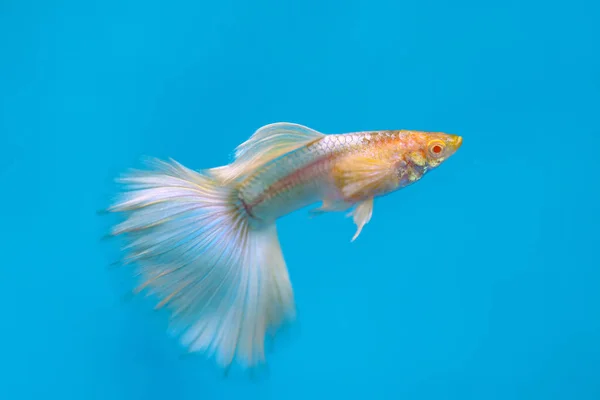 Esmoquin Albino Guppy Fish Una Hermosa Variedad Albina Sobre Fondo Imagen De Stock