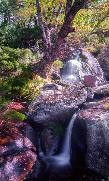 Cascada y abedul viejo — Foto de Stock