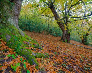 Yüzyıllık kestane ormanında sonbahar