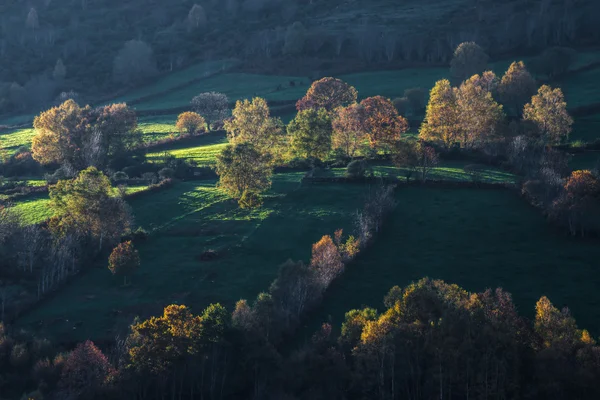 田野和森林上的秋光 — 图库照片