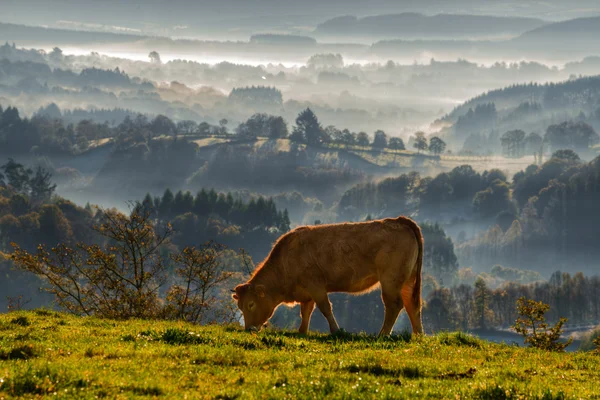 Ternera rubia galega pastoreo — Foto de Stock