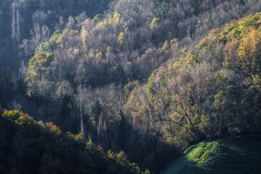 bir ormanda ilk ışıklarında