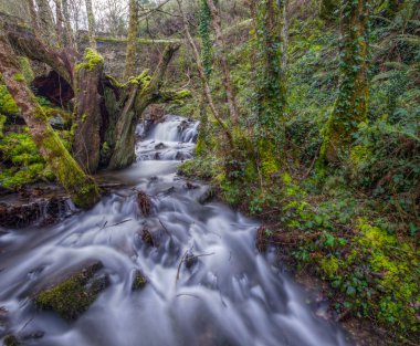 Bir dere kıyısında antik kestane
