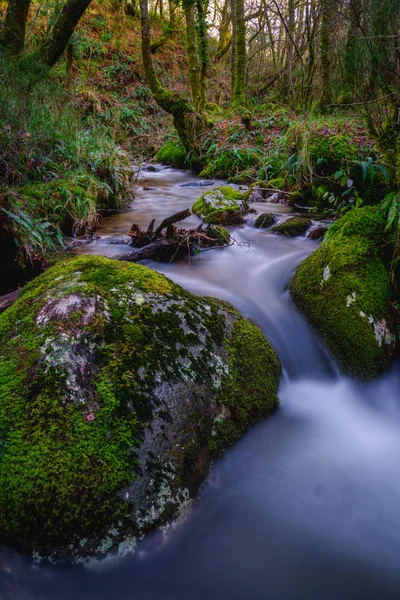 Stream through the forest — Stock Photo, Image