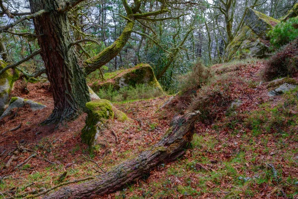 Velha floresta de pinheiros nas montanhas — Fotografia de Stock