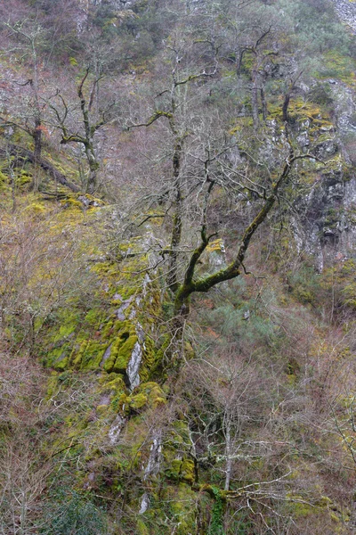 Пожилые дубы и каштановые деревья — стоковое фото