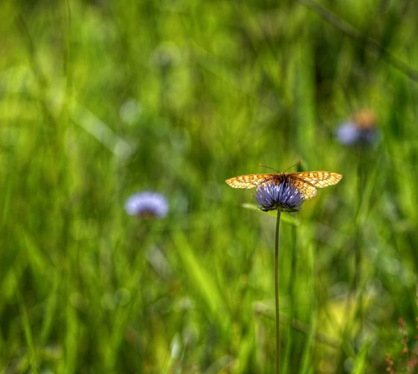 Borboleta laranja na flor roxa, direito — Fotografia de Stock