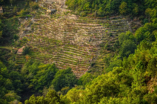 Terrasvormige wijngaarden in Ribeira Sacra, Galicië — Stockfoto