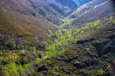 İlk Bahar ormanda bırakır