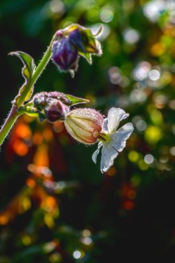 Arka ışık kadar silene vulgaris kapatın