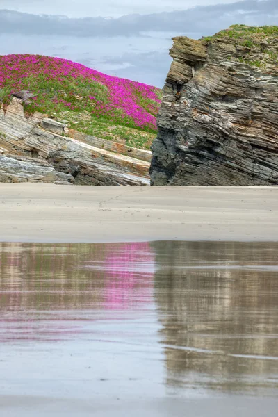Falésias cobertas de flores na praia — Fotografia de Stock