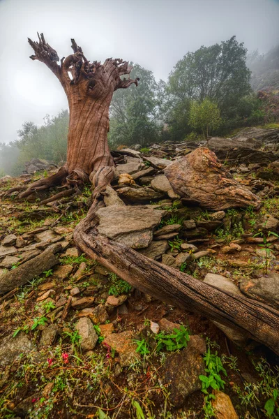 Arrugado tronco de árbol muerto Imagen De Stock