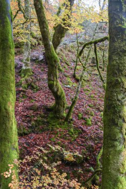 Diğer iki ağacın gövdesiyle çerçevelenmiş yamuk bir yosun ağacı.