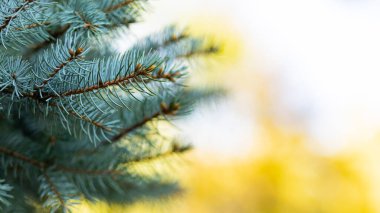 Arka planda bulanık bir Noel ağacı. Bokeh ile köknar dallarını kapatın. Spruce yumuşak odak dışında iğneler yapar. Noel kartı için yeni yıl konsepti. Boşluğu kopyala