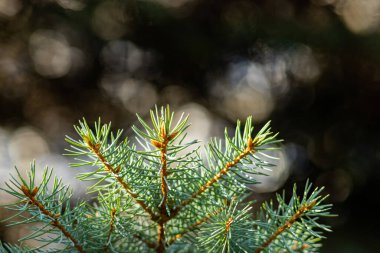 Arka planda bulanık bir Noel ağacı. Bokeh ile köknar dallarını kapatın. Spruce yumuşak odak dışında iğneler yapar. Noel kartı için yeni yıl konsepti. Boşluğu kopyala