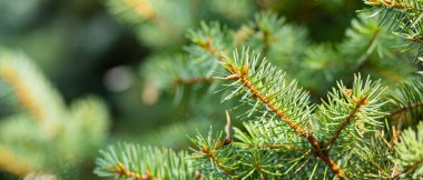 Arka planda bulanık bir Noel ağacı. Bokeh ile köknar dallarını kapatın. Spruce yumuşak odak dışında iğneler yapar. Noel kartı için yeni yıl konsepti. Boşluğu kopyala