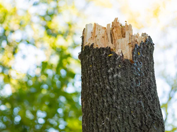 Broken tree on a blurred background. Storm damage. Tree after hurricane. Copy space