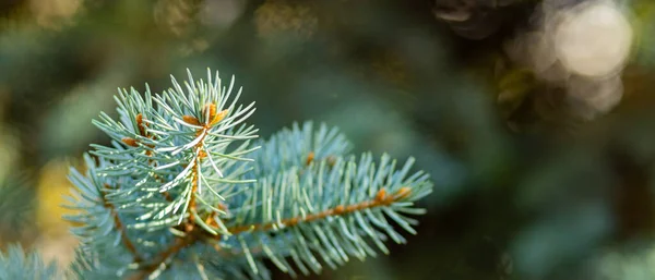 Árvore Natal Fundo Borrado Feche Ramos Abeto Com Bokeh Agulhas — Fotografia de Stock