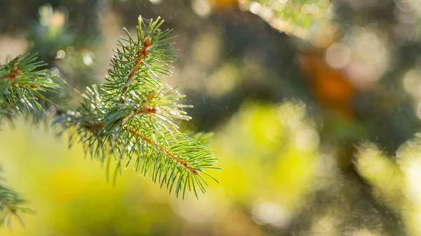 Karácsonyfa Elmosódott Háttérrel Fenyőágak Bezárása Bokeh Val Lucfenyő Tűk Nem — Stock Fotó
