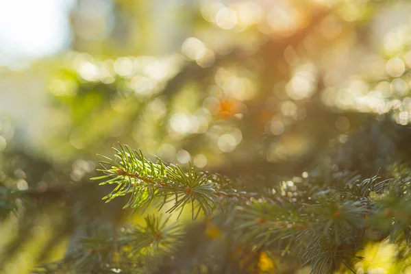Arka planda bulanık bir Noel ağacı. Bokeh ile köknar dallarını kapatın. Spruce yumuşak odak dışında iğneler yapar. Noel kartı için yeni yıl konsepti. Boşluğu kopyala