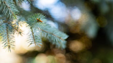 Arka planda bulanık bir Noel ağacı. Bokeh ile köknar dallarını kapatın. Spruce yumuşak odak dışında iğneler yapar. Noel kartı için yeni yıl konsepti. Boşluğu kopyala