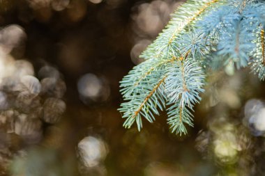 Arka planda bulanık bir Noel ağacı. Bokeh ile köknar dallarını kapatın. Spruce yumuşak odak dışında iğneler yapar. Noel kartı için yeni yıl konsepti. Boşluğu kopyala