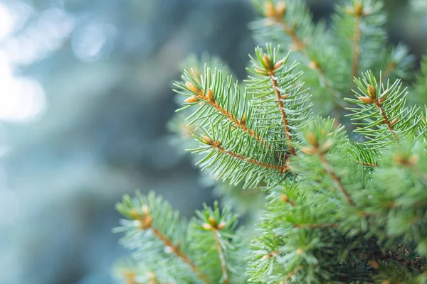 배경에 크리스마스 전나무 가지들을 바늘이 카드의 컨셉이야 — 스톡 사진