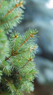 Arka planda bulanık bir Noel ağacı. Bokeh ile köknar dallarını kapatın. Spruce yumuşak odak dışında iğneler yapar. Noel kartı için yeni yıl konsepti. Boşluğu kopyala