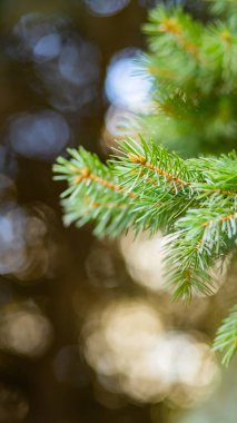 Arka planda bulanık bir Noel ağacı. Bokeh ile köknar dallarını kapatın. Spruce yumuşak odak dışında iğneler yapar. Noel kartı için yeni yıl konsepti. Boşluğu kopyala