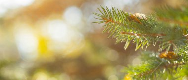 Arka planda bulanık bir Noel ağacı. Bokeh ile köknar dallarını kapatın. Spruce yumuşak odak dışında iğneler yapar. Noel kartı için yeni yıl konsepti. Boşluğu kopyala