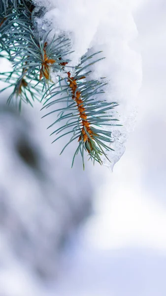 雪で覆われたモミの枝の背景 トウヒの枝を持つクリスマス冬の雪の背景 コピースペース付きの新年の背景 — ストック写真