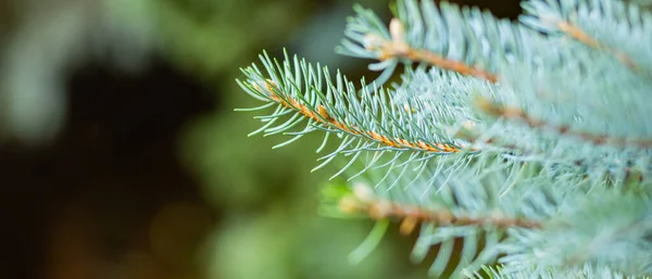 Vánoční Stromek Rozmazaném Pozadí Blízko Jedlových Větví Bokeh Smrkové Jehly — Stock fotografie