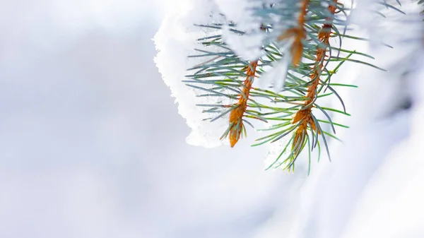 雪で覆われたモミの枝の背景 トウヒの枝を持つクリスマス冬の雪の背景 新年の背景 — ストック写真
