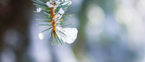 배우자가 정자에 있나니 크리스마스의 눈덮인 배경과 가문비나무가지 — 스톡 사진