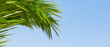 Mavi gökyüzüne karşı palmiye dalı. Tropikal bir sahilde güneş ışığında yeşil palmiye dalları. Seyahat konsepti. Boşluğu kopyala