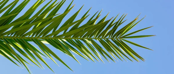 Mavi gökyüzüne karşı palmiye dalı. Tropikal bir sahilde güneş ışığında yeşil palmiye dalları. Seyahat konsepti. Boşluğu kopyala