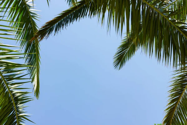 Palm branch against blue sky. Green palm branches in sun light on a tropical coast. Traveling background concept. Copy space