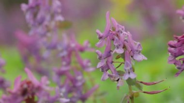 Fumewort (Corydalis solida). Corydalis Soda 'nın çiçeği, duman solucanı. Corydalis Mor tarla çiçeği rüzgarda sallanıyor