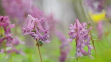 Fumewort (Corydalis solida). Corydalis Soda 'nın çiçeği, duman solucanı. Corydalis Mor tarla çiçeği rüzgarda sallanıyor