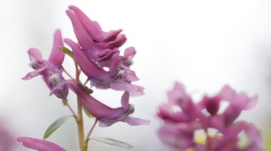 Fumewort (Corydalis solida). Corydalis Soda 'nın çiçeği, duman solucanı. Corydalis Mor tarla çiçeği rüzgarda sallanıyor