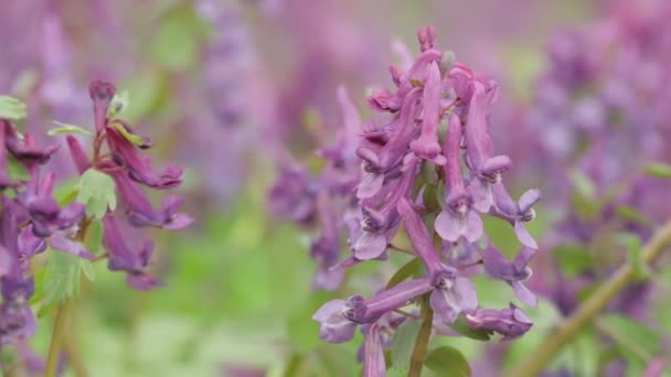 Fumewort Corydalis Solida 花的科里达利斯团结 绒毛虫 在风中摇曳的紫丁香花 — 图库视频影像